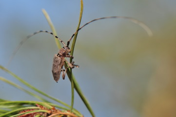 Wall Mural - Acanthocinus aedilis