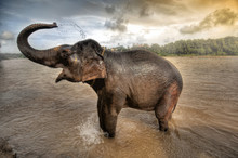 Elephant Bath In Kerela , South India