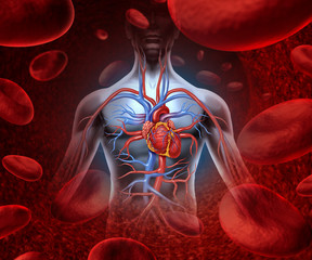 Human Heart Blood System