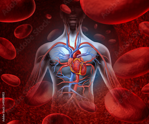 Nowoczesny obraz na płótnie Human Heart Blood System