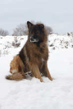 Portrait Of German Shepherd In The Snow