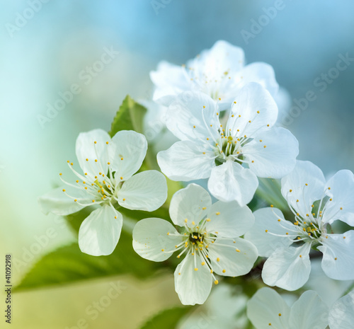 Nowoczesny obraz na płótnie Cherry Blossoms