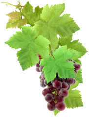 Canvas Print - grappe de raisin et feuilles de vigne