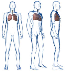 Wall Mural - Lungs in the Human Body Three Views