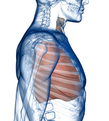 Wall Mural - Lungs in the Rib_Cage Side View