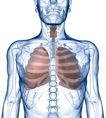 Wall Mural - Lungs in the Rib_Cage Front View