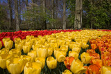 Fototapeta Tulipany - Distesa di fiori al parco