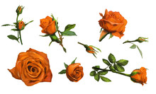 Decorations Of Orange Roses Blooms