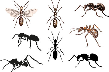 Sticker - set of eight ants isolated on white