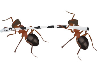 two ants carry branch