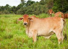 Brahman Cattle