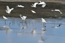 Wildlife Photos - Little Egret Flock