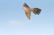 Common Cuckoo in flight / Cuculus canorus ( European Cuckoo)