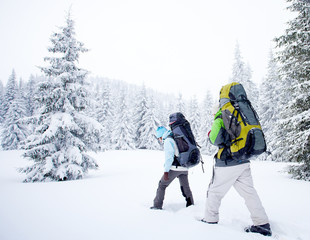 Wall Mural - hiker in the winter forest