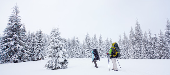 Wall Mural - hiker in the winter forest