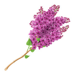 Wall Mural - Blooming lilacs