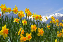 Closeup Of Narcissus Flowers With Mountains In Background.