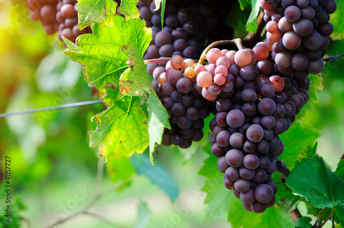 Naklejka nad blat kuchenny Pink grape