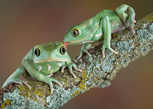 Waxy Tree Frog Love