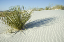 Green Plant In White Sand Dune