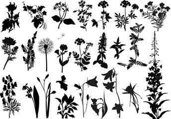 Wall Mural - collection of wild flowers silhouettes
