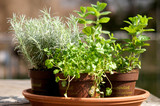 herbs in a pot