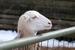 © Alexandra Giese - white sheep looking over the fence