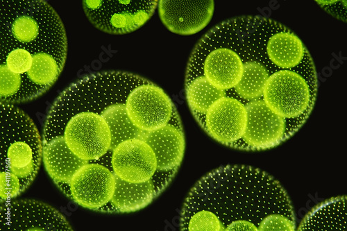 Photographie Volvox aureus im Dunkelfeld mit Tochterkolonien