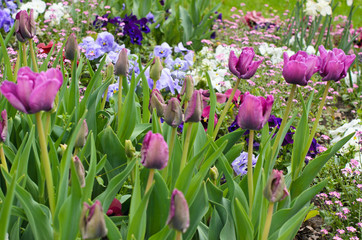 Springtime: Meadow with spring flowers