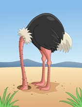Ostrich Hiding Head In Sand