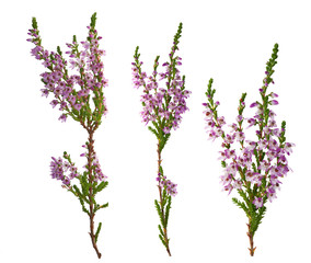 three purple heather branches