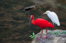 Red Ibis And Cattle Egret Birds