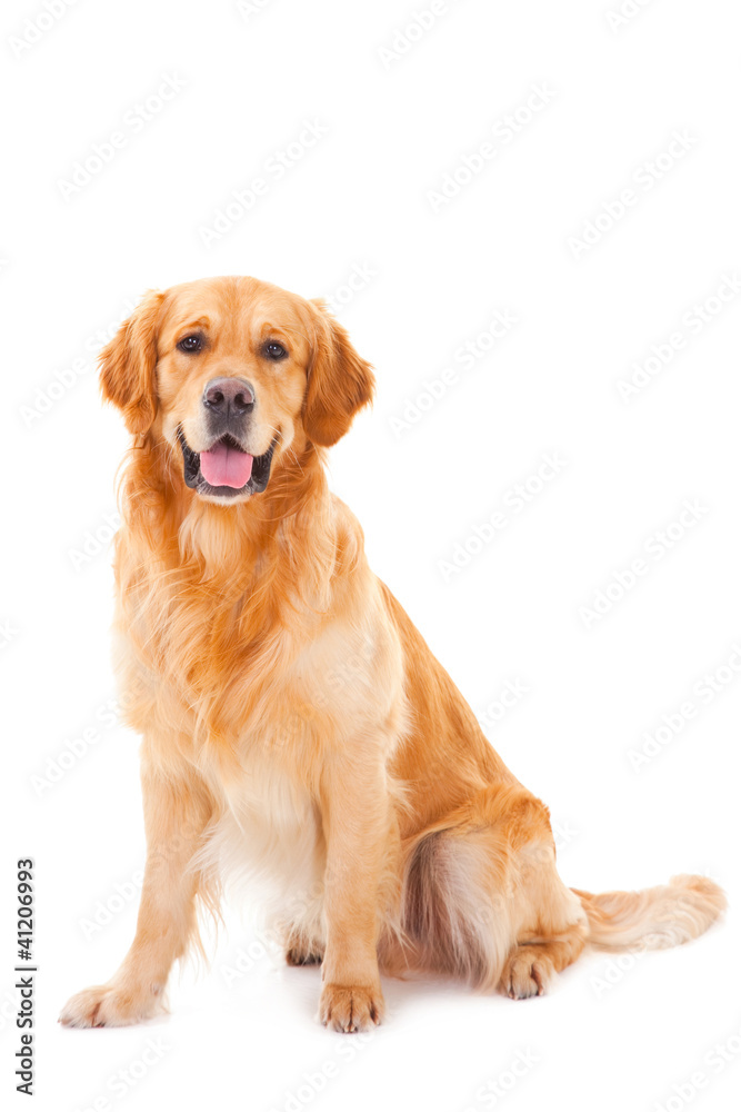 golden retriever dog sitting on isolated  white - obrazy, fototapety, plakaty 