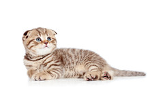 Baby Scottish Fold Kitten Lying On Floor Isolated On White