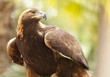 California Golden Eagle
