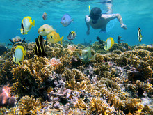 Man Snorkeling Underwater On A Shallow Coral Reef With Tropical Fish Front Of Him, Caribbean Sea
