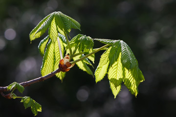 young chestnut leaves