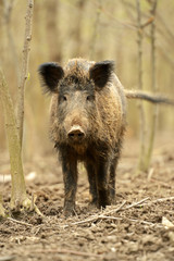 Wall Mural - wild wild boar in-field
