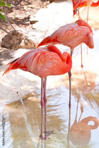 Fototapeta na wymiar Pink flamingos in wildlife park of Mexico