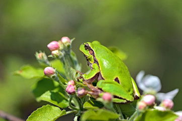 Poster - Frog