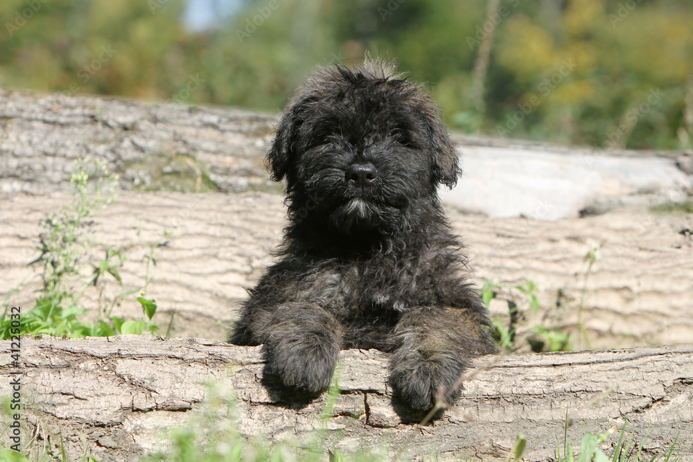 Chiot Bouvier Des Flandres A L Air Rigolo Wall Mural Wallpaper Murals Dogs Chiot Bouvier Des Flandres A L Air Rigolo Wall Mural Wallpaper Murals Dogs