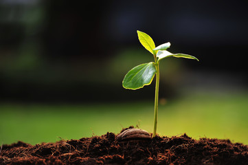 Green sprout growing from seed