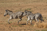 Fototapeta Sawanna - Burchell's Zebra running, South Africa