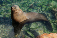 Brown (Cape) Fur Seal (Arctocephalus Pusillus)