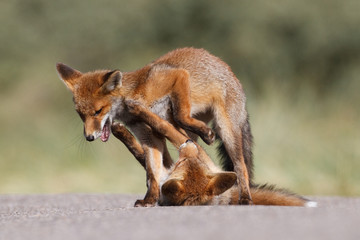 two red foxes playing