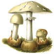Poisonous and deadly fungus Amanita phalloides
