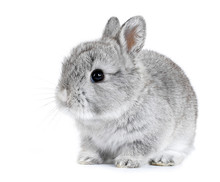 Gray Rabbit Bunny Baby Isolated On White Background