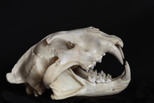 Right Side View Of Male Lain Skull