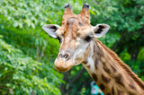 Fototapeta Zwierzęta - giraffe head
