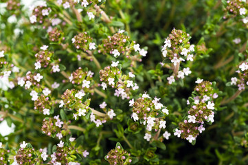 Wall Mural - Thyme flowers